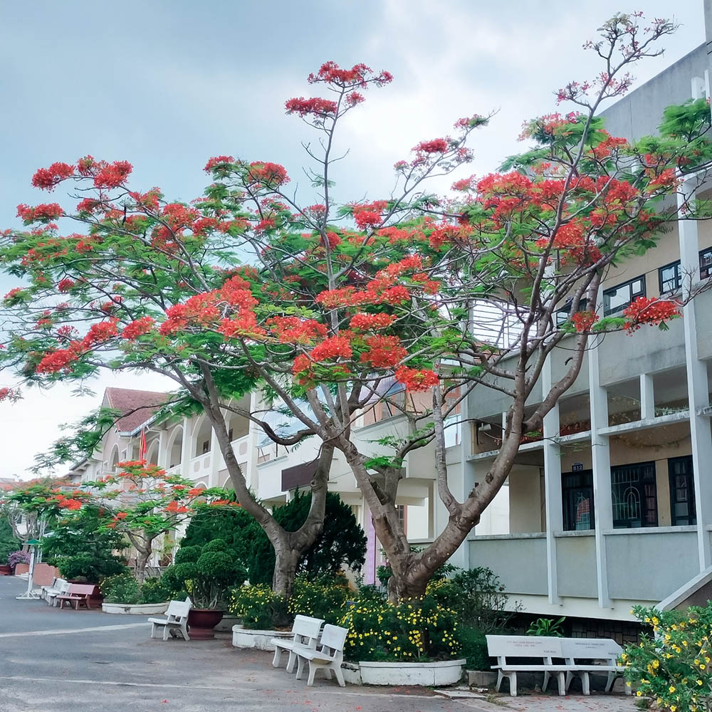 Những mùa hoa đi qua